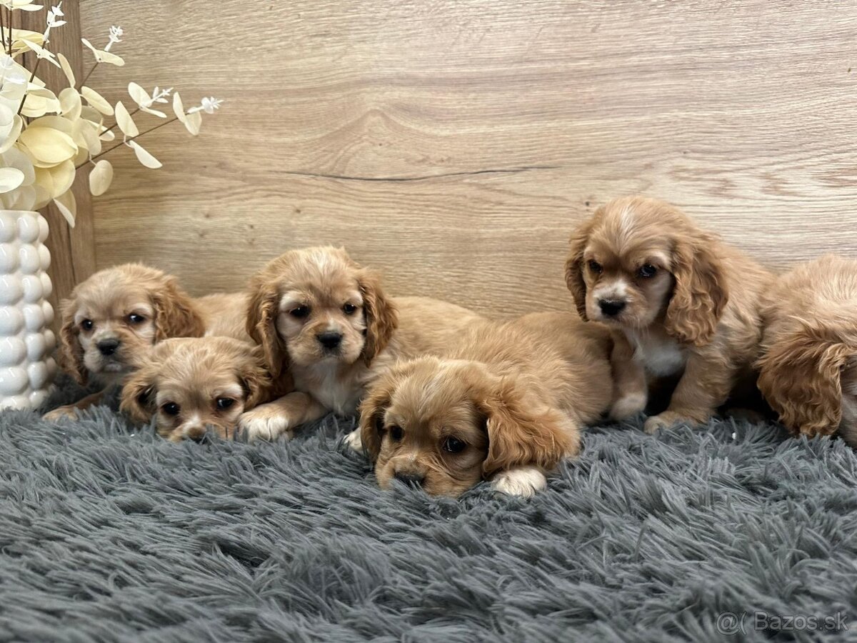 Cavapoo