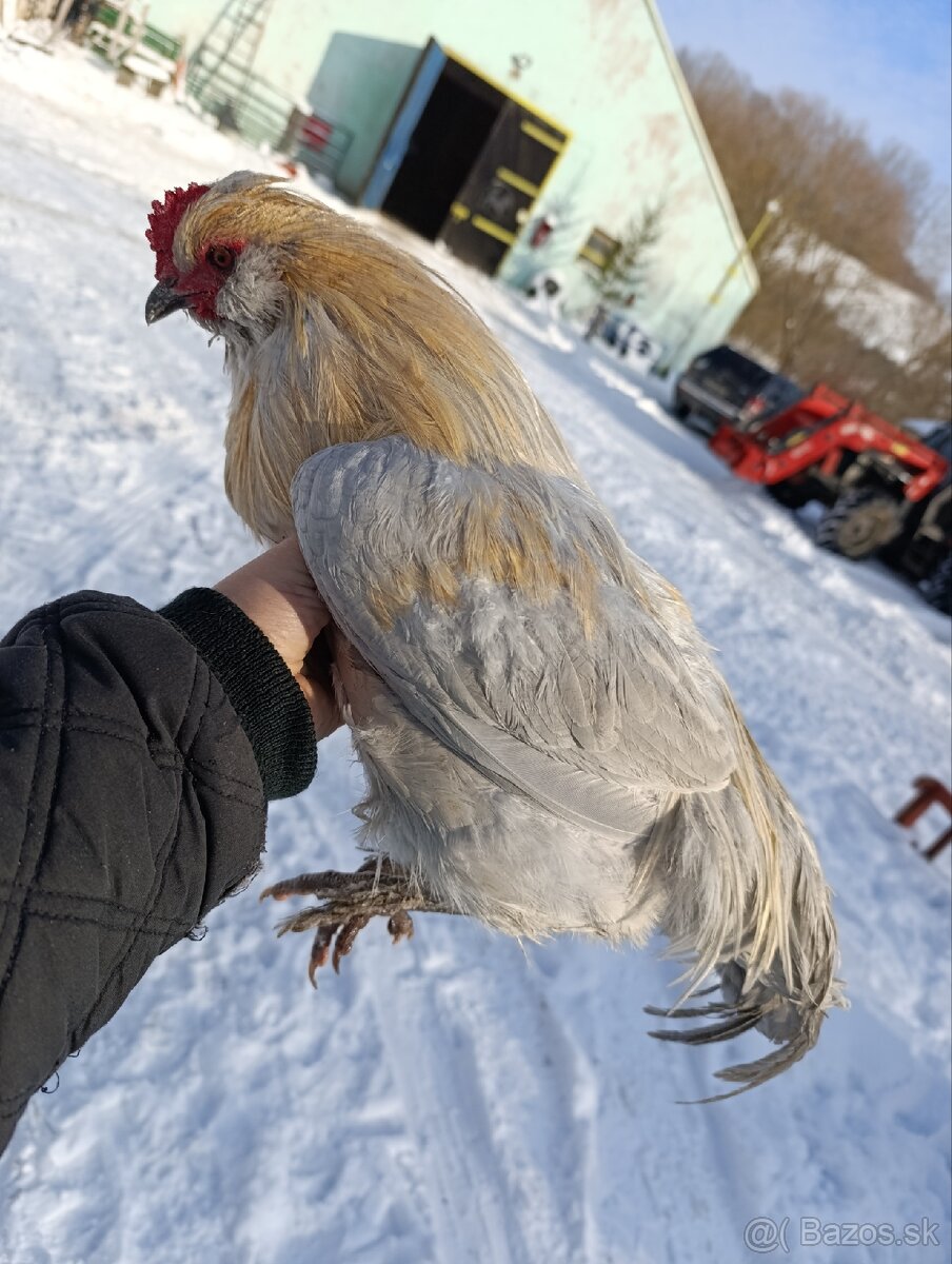 MarAns x araucana kohut