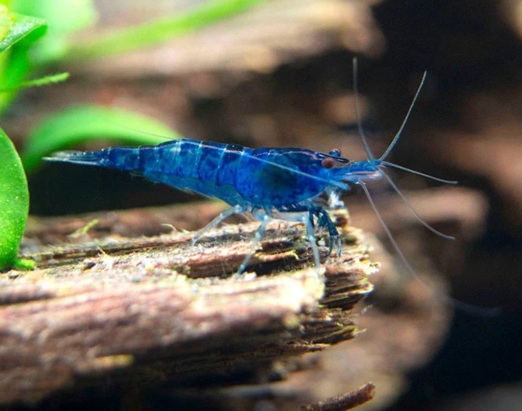 Neocaridina davidi blue dream :)