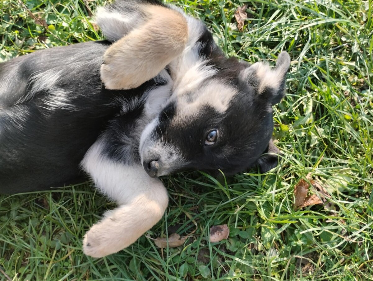 Šteniatka Huskyho a Staforda