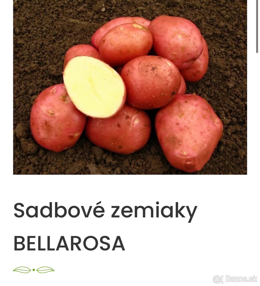 Sadbové zemiaky Bellarosa