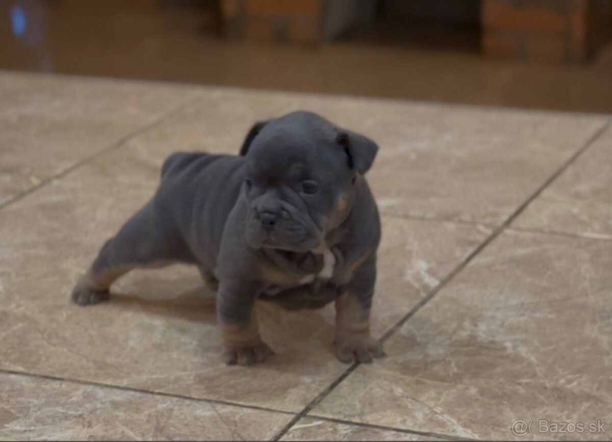 American Bully Micro