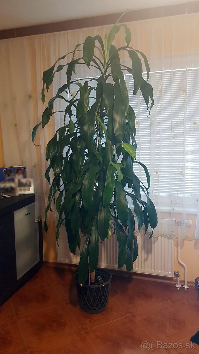 Dracaena Massangeana 250cm (2,5 m)