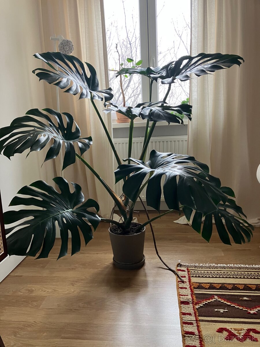 Monstera