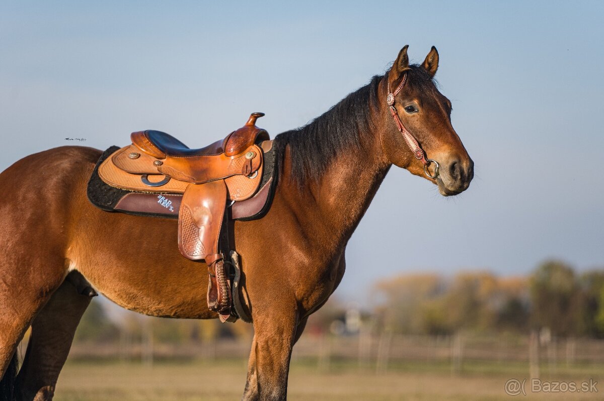 Appaloosa valach