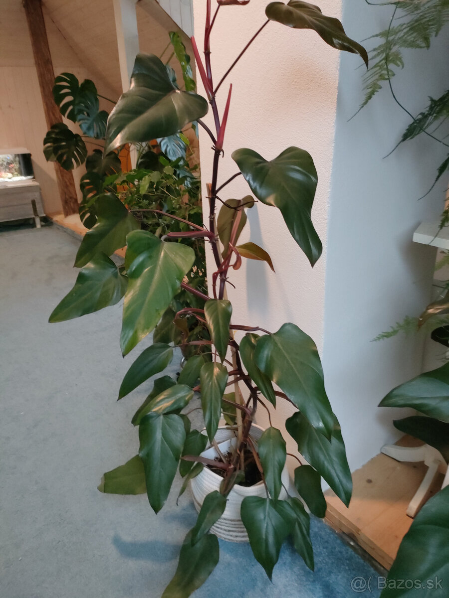 philodendron red