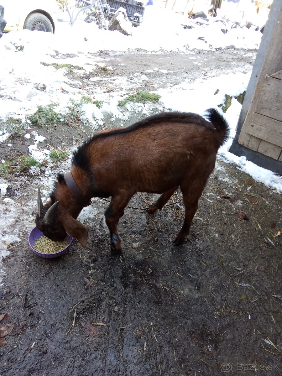 Capko na predaj