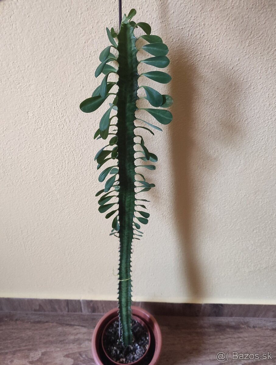 EUPHORBIA TRIGONA