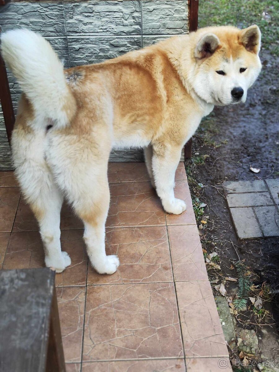 Akita inu