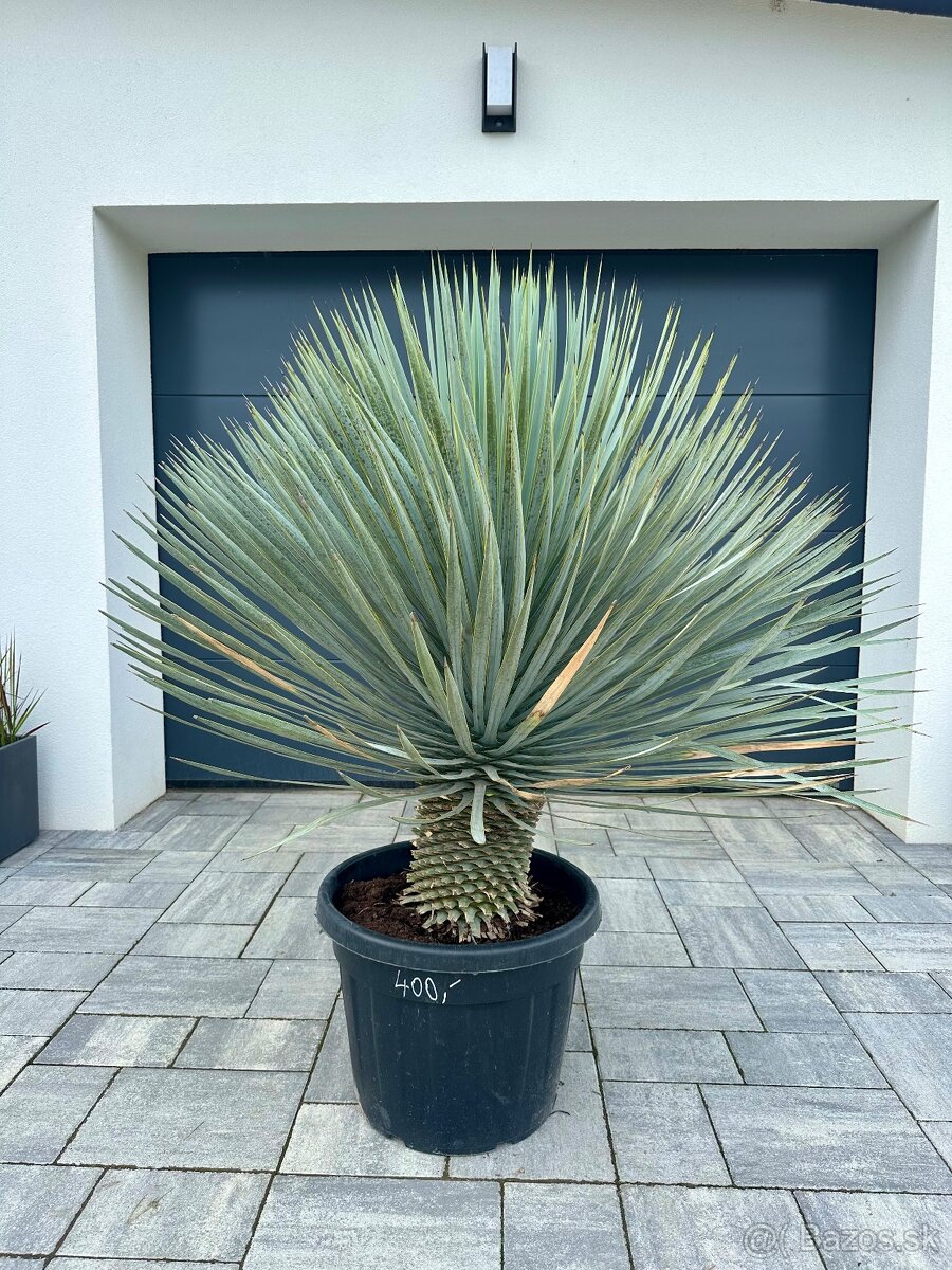 Yucca Rostrata