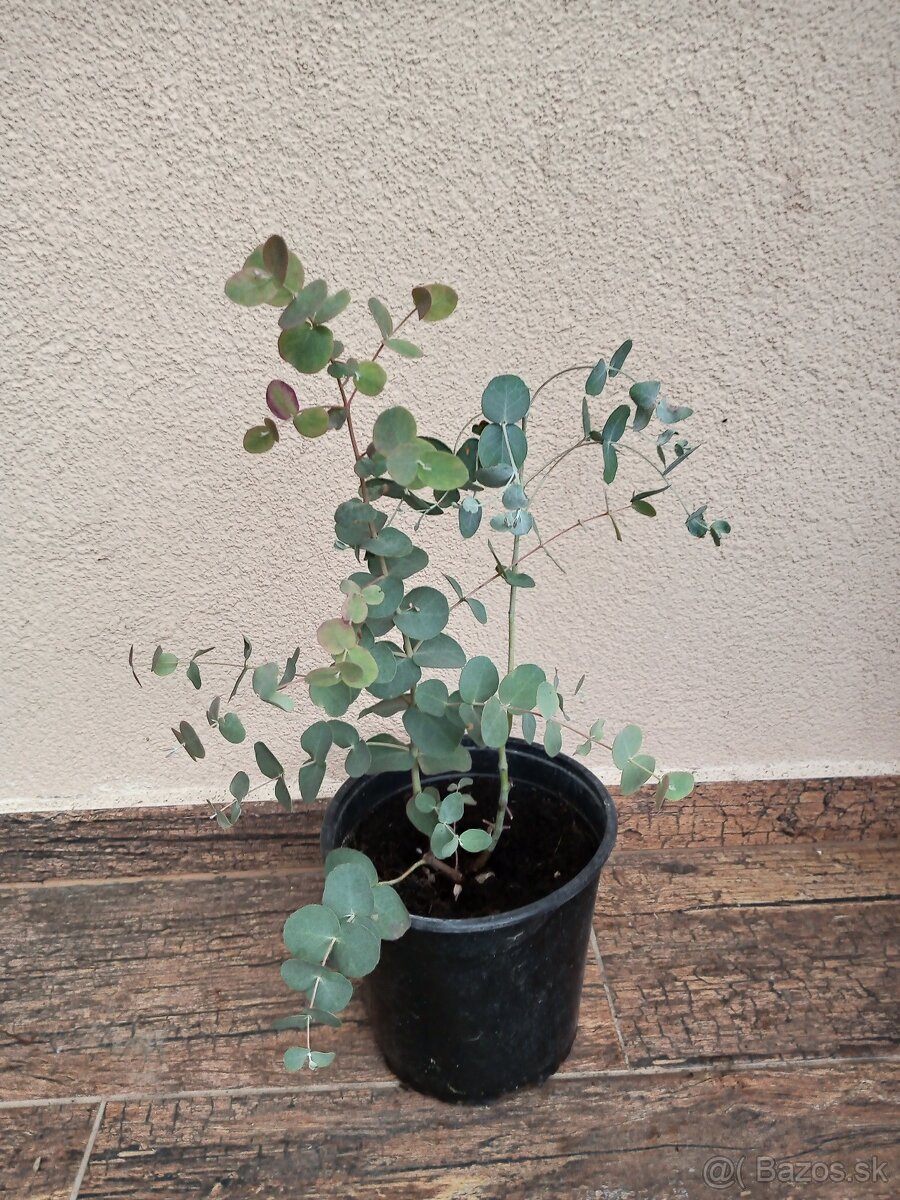 Rastliny aj semená - Eucalyptus gunnii