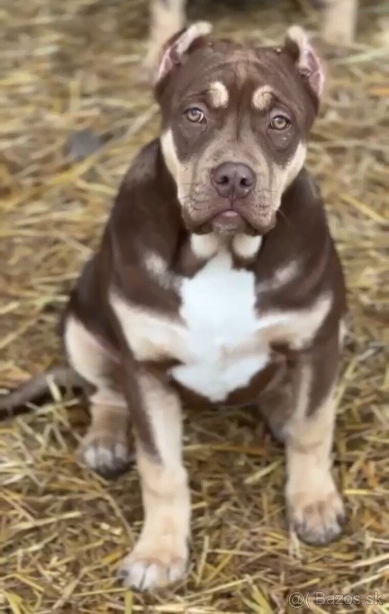 American Bully XL