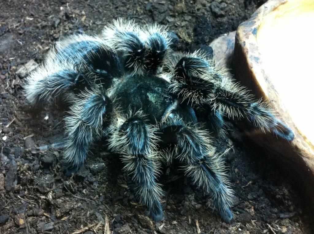 Brachypelma Albopilosum