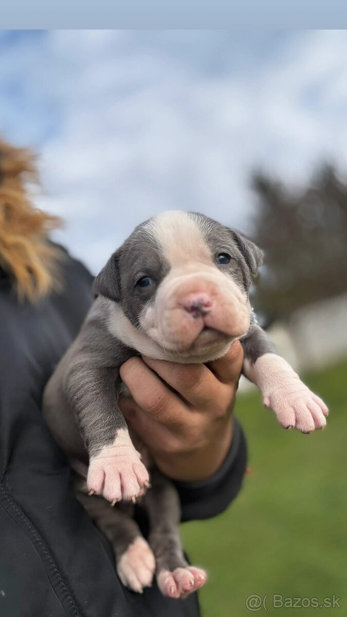 American bully