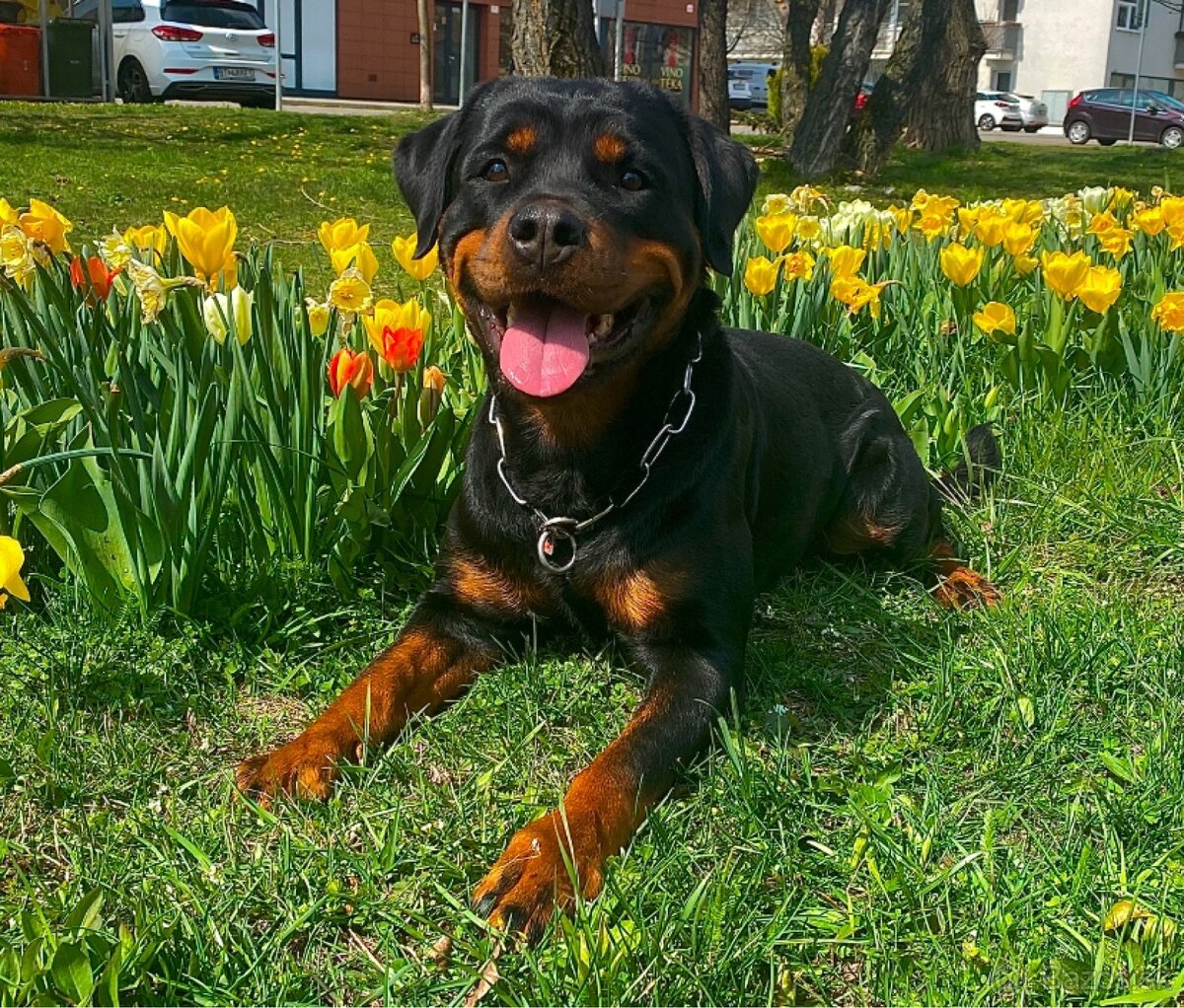 Darujem sučku RTW / Rotvajler / Rottweiler