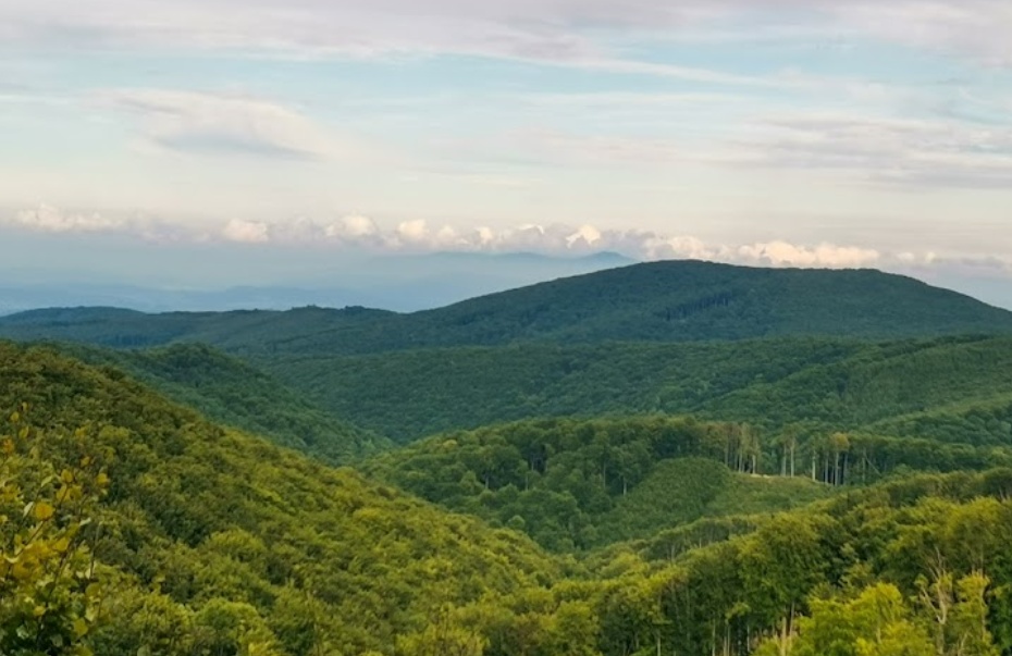 Slanské Vrchy - 7000 m2 LESNÉHO POZEMKU – PREDAJ