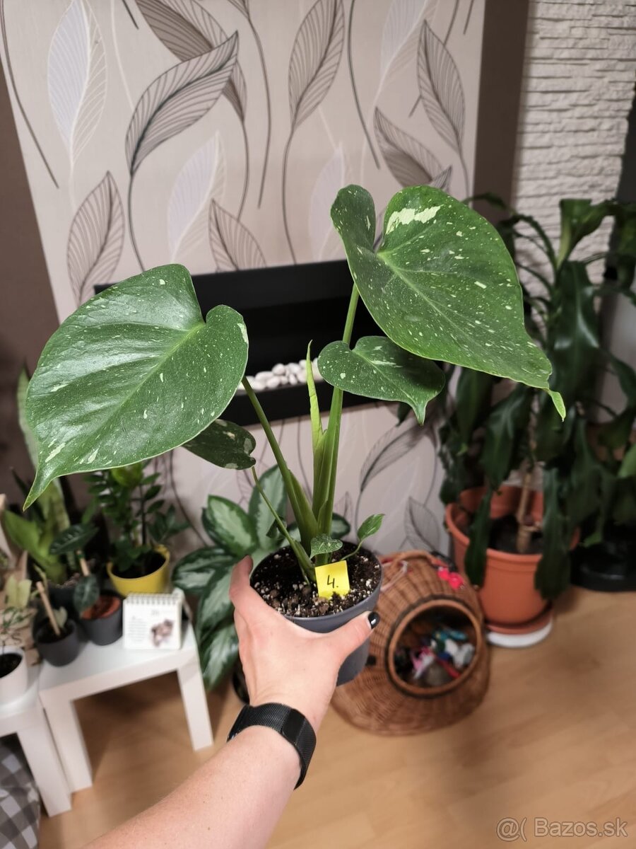 Monstera THAI constellation