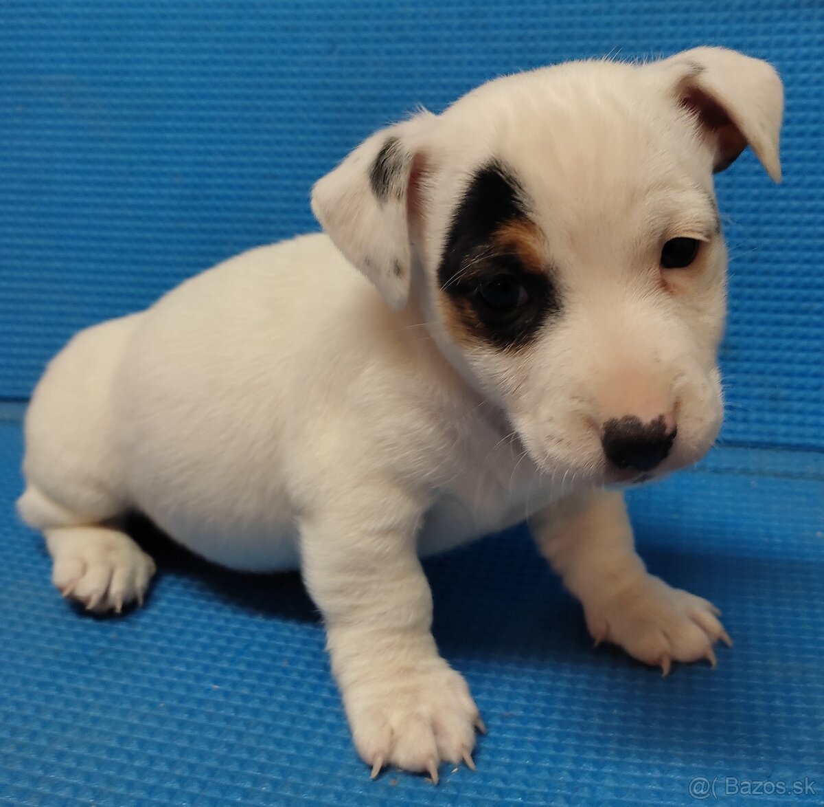 Jack russel terier