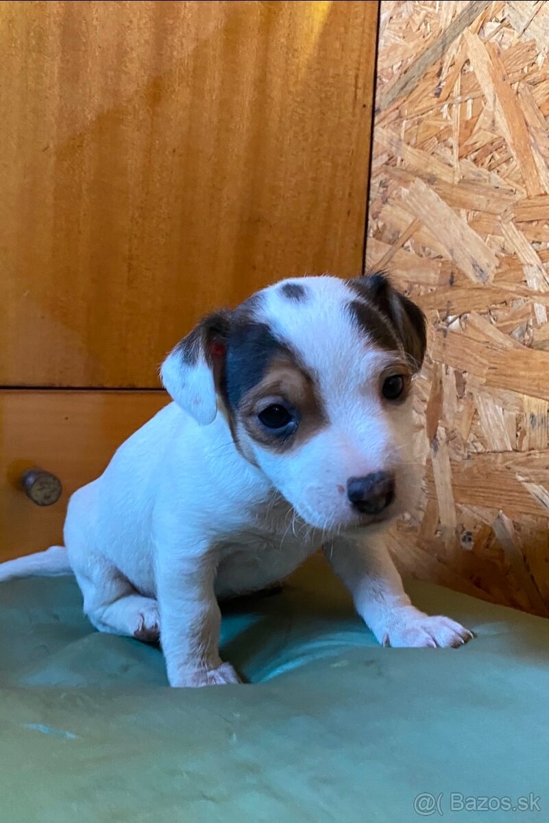 Jack Russel Terier “Parson” šteniatka