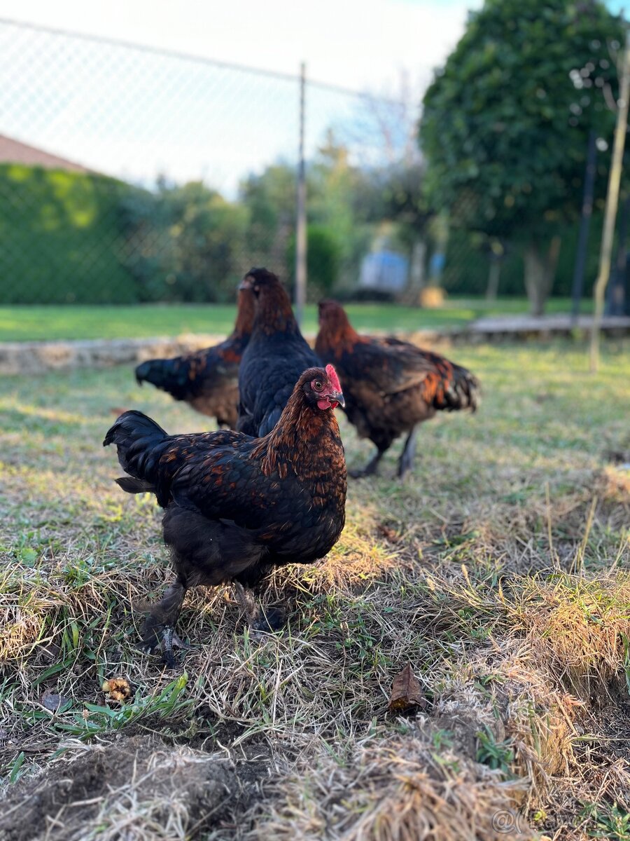 Marans medenokrká - kohúti