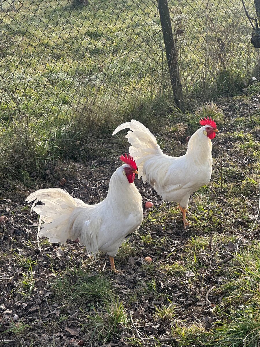 Kohuty leghorn a domaci mix