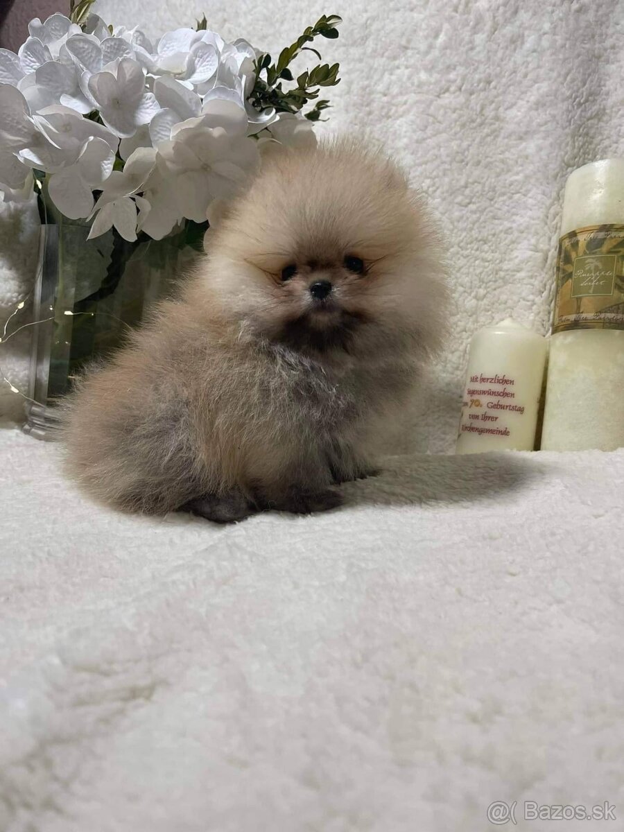 Pomeranian mini