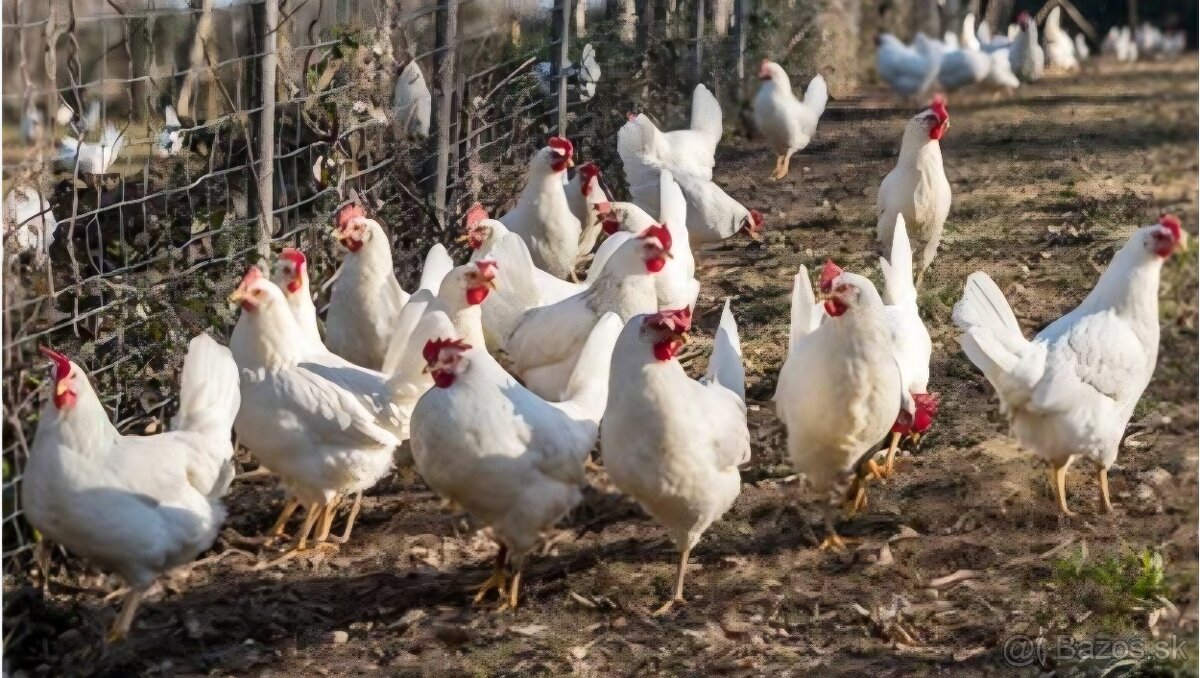 Leghorn Biele nosnice na vajcia