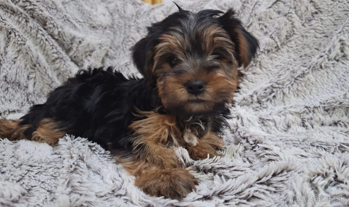 Yorkshire terrier