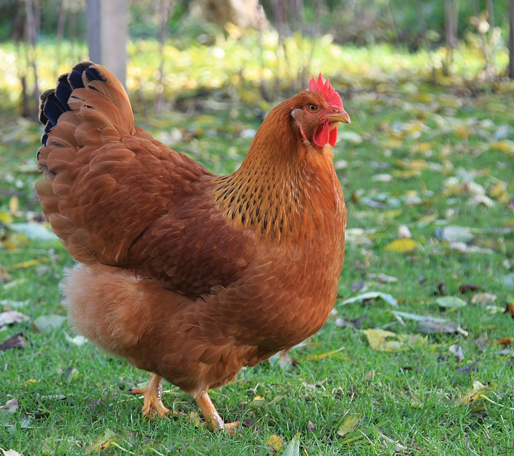 Kuriatka - Hempšírka – Ryšavá kráľovná znášky