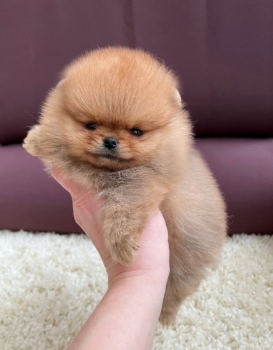 Pomeranian