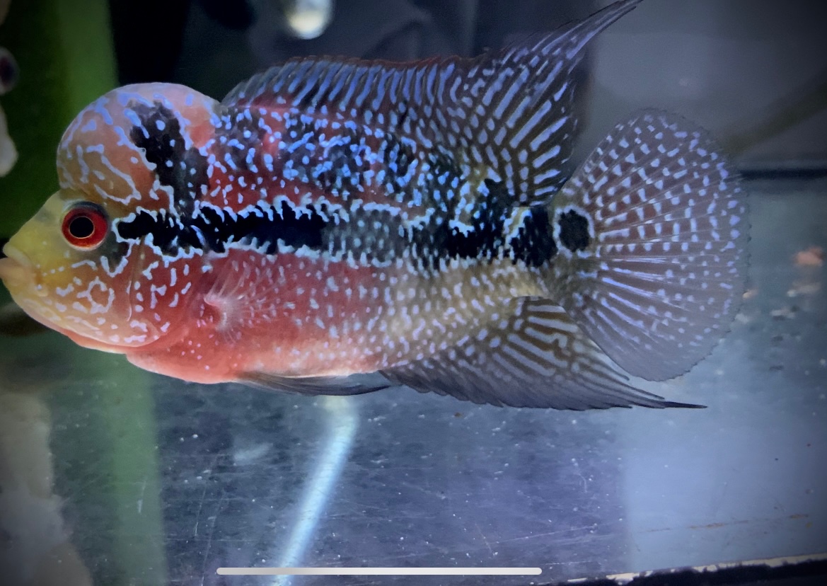 Samička Flowerhorn SRD