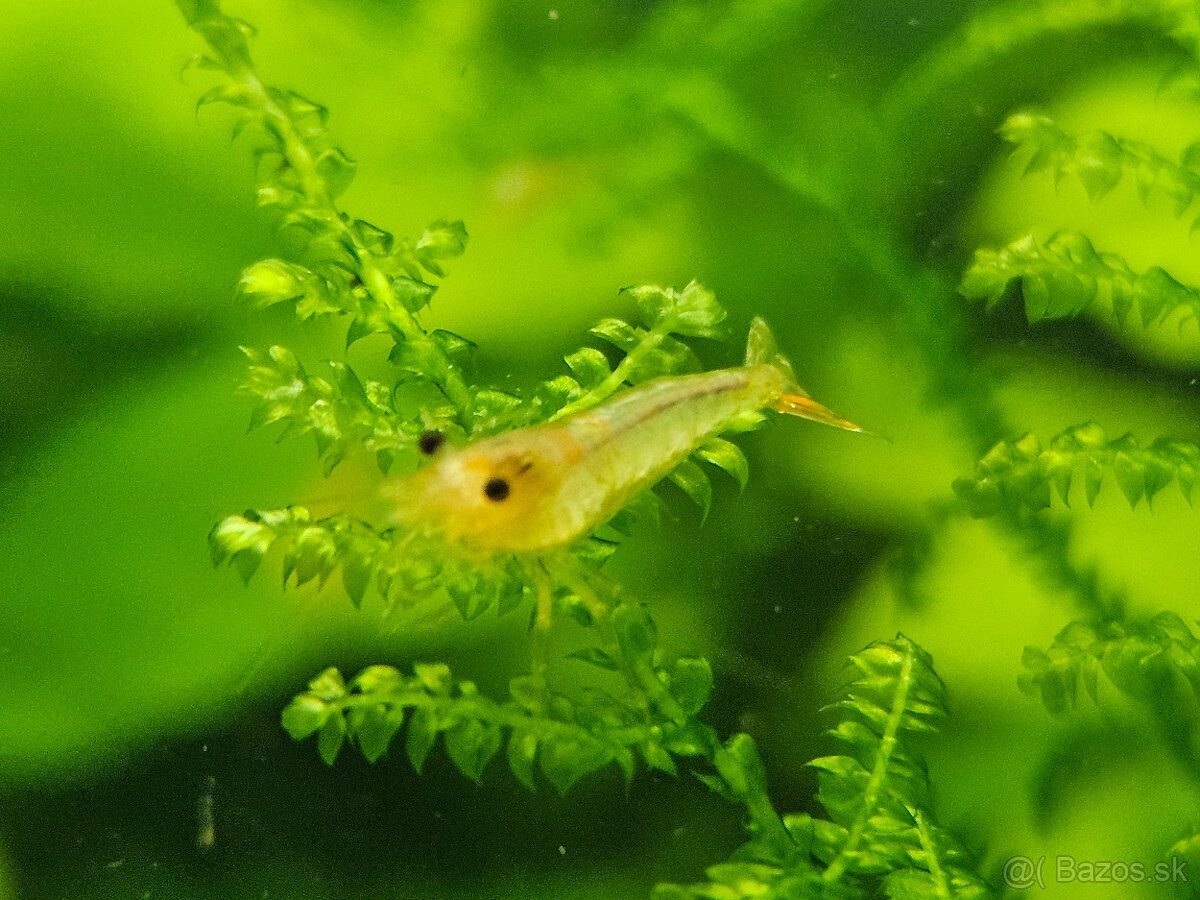 Krevetky neocaridina  zig zag