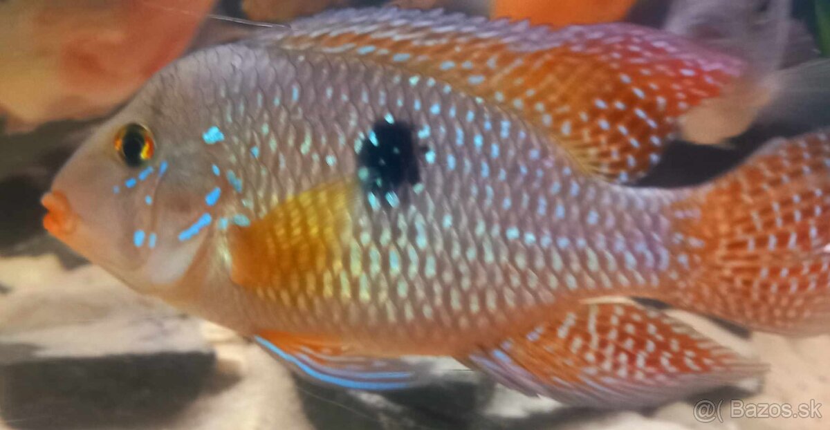 Geophagus braziliensis