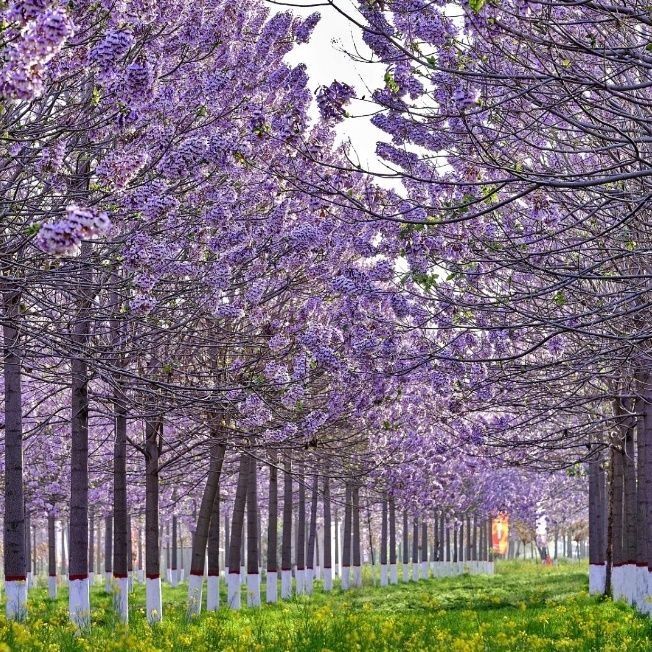 Paulownia stromčeky už kvitnúce sadenice