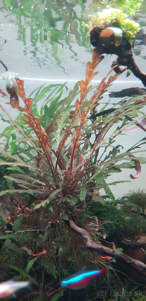 Hygrophila pinnatifida