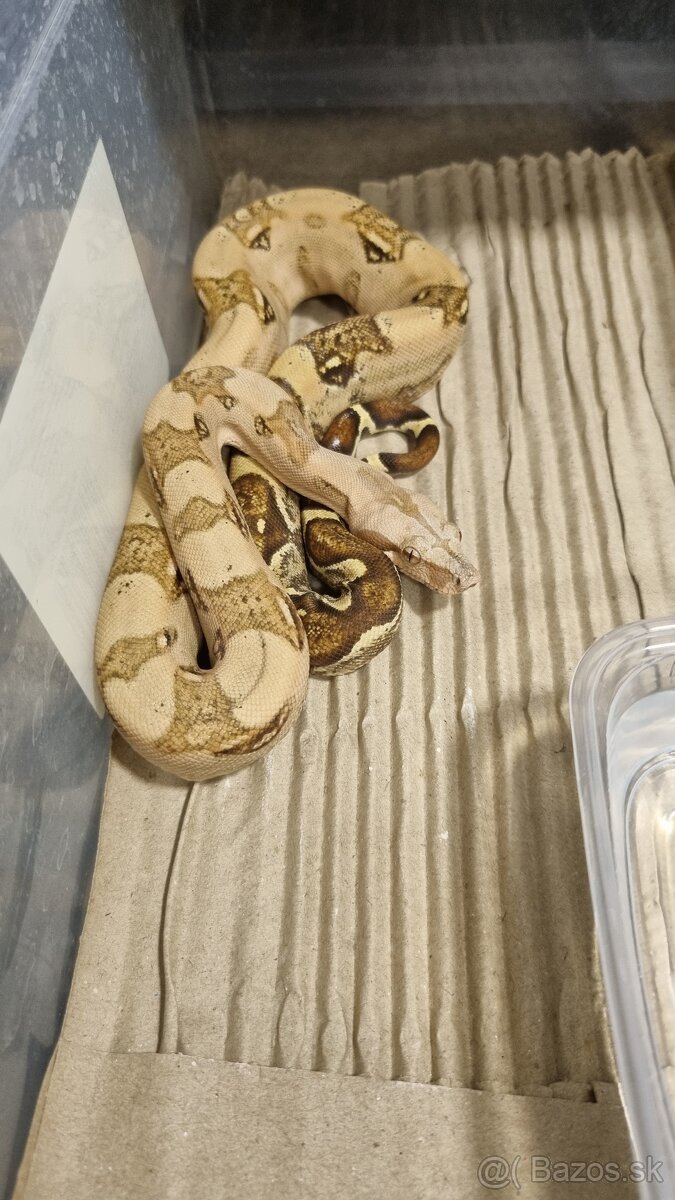 Boa Constrictor Imperator - Velhad Kràlovský