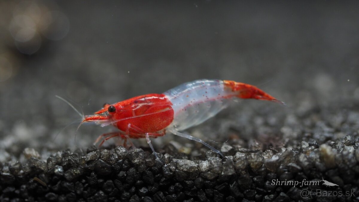 Predam krevetky neocaridina red rili a cherry