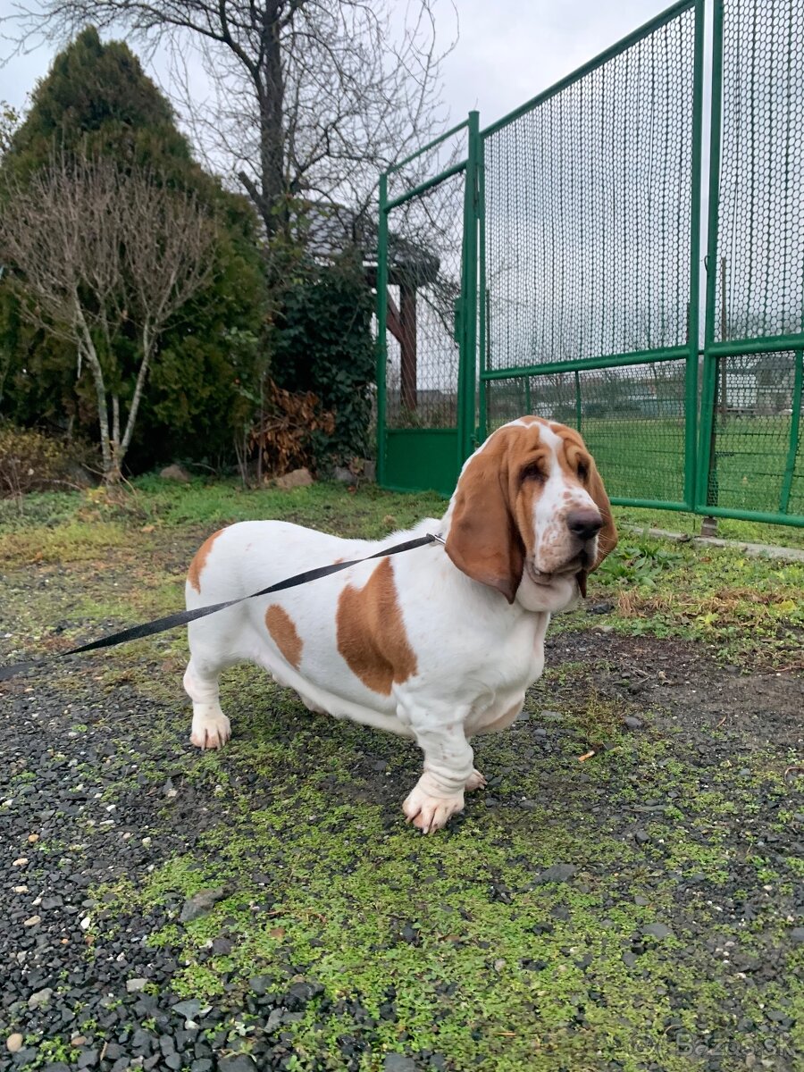 Basset fenka