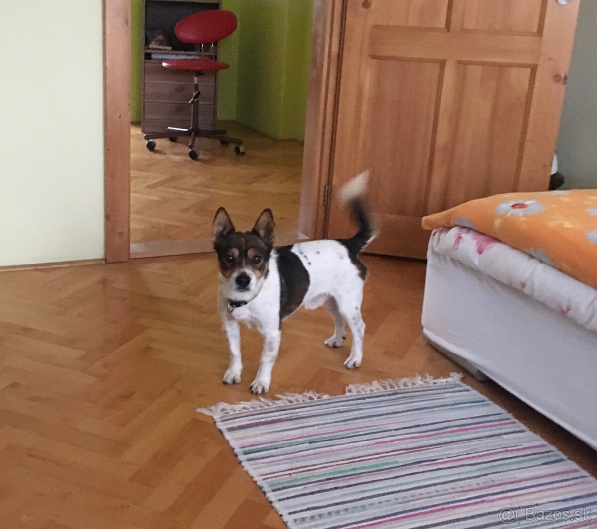 Darujem psíka Jack russell teriér