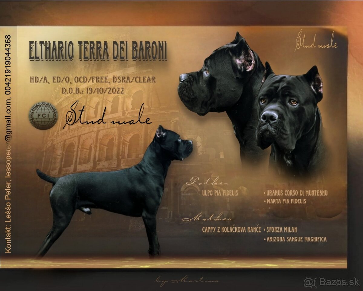 Krytie Cane corso