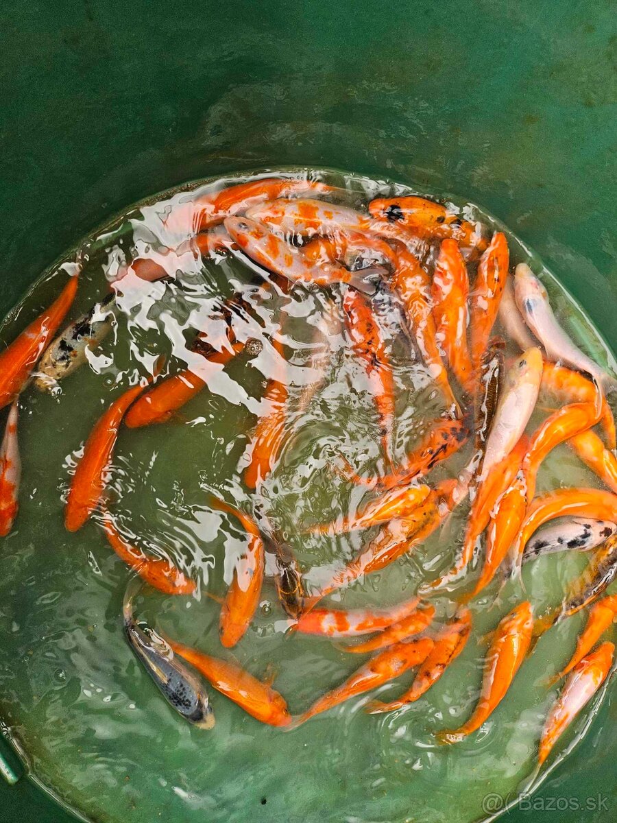 Koi kapre