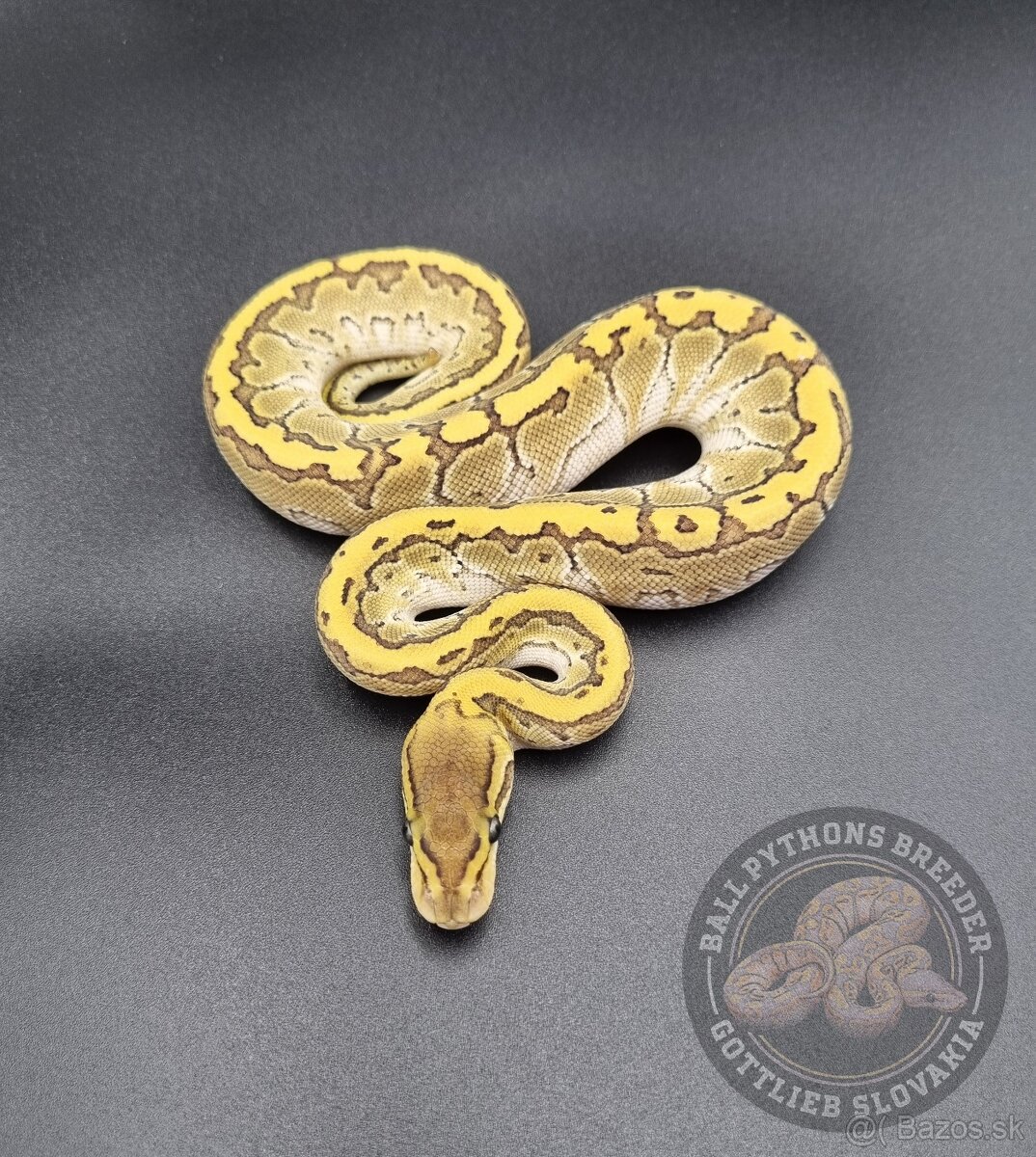 Python Regius  - Ball Python