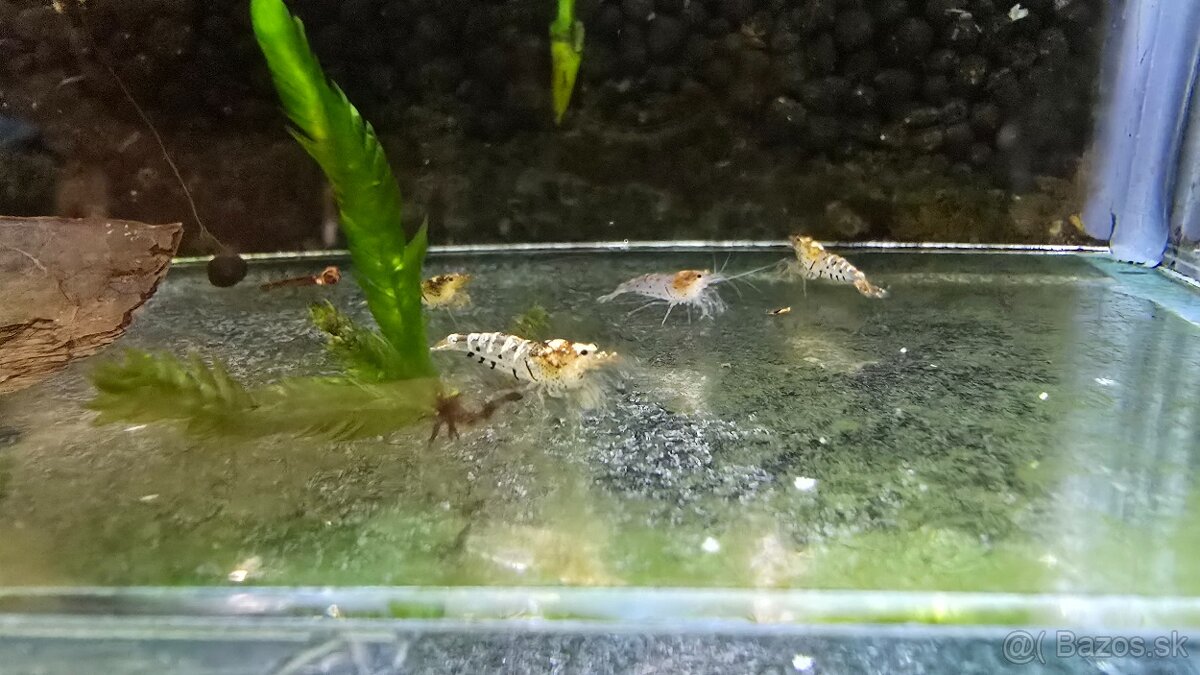 Krevetky caridina hybrid