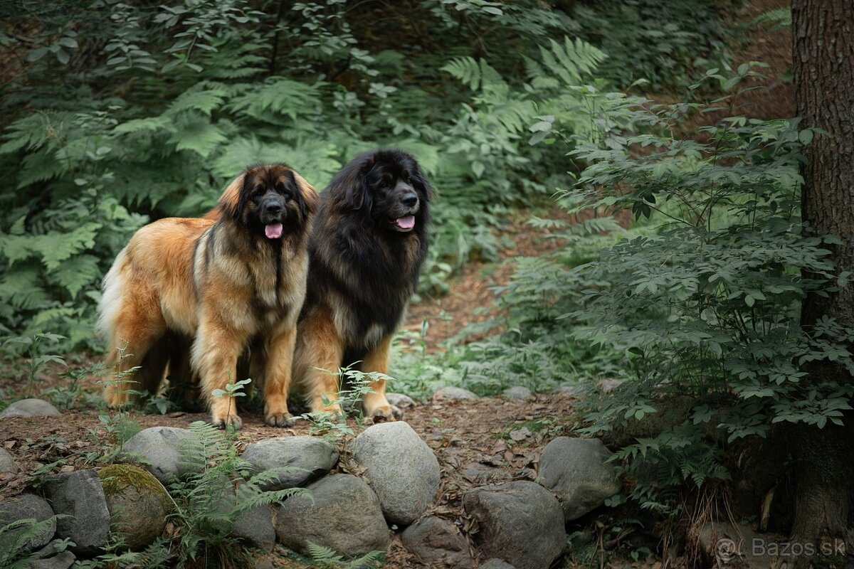 Leonberger s PP