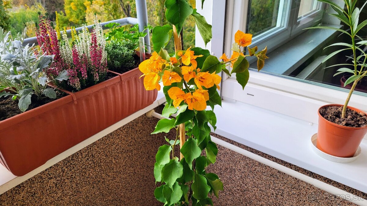 Bugenvilea žltá (Bougainvillea yellow)