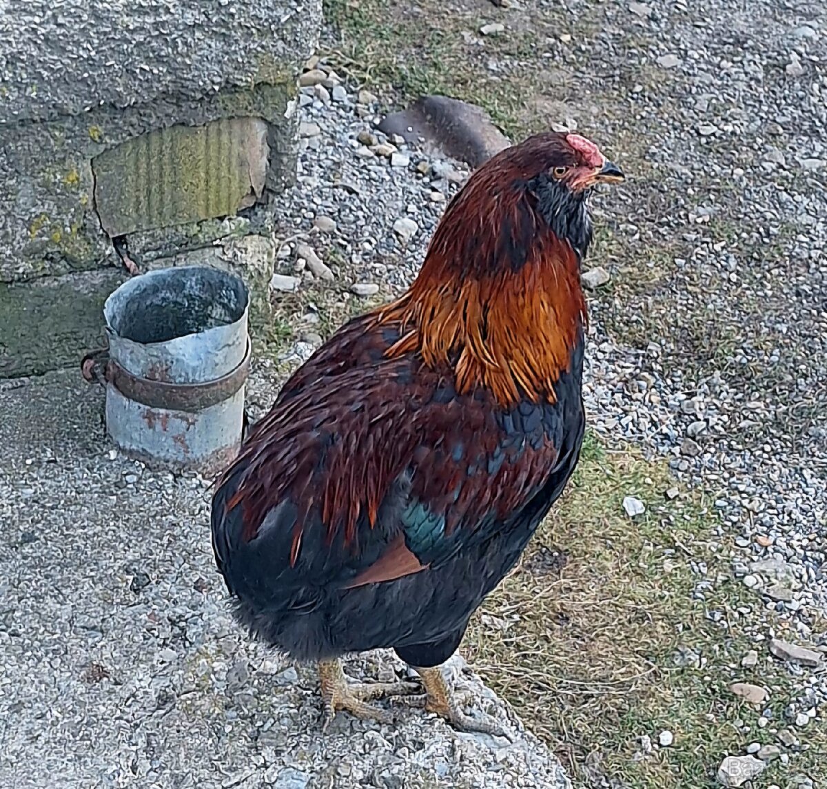 Kohútiky Araucana