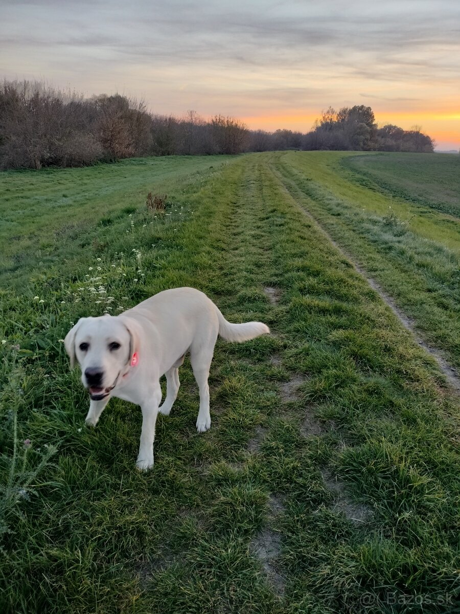 Labrador na pripustenie