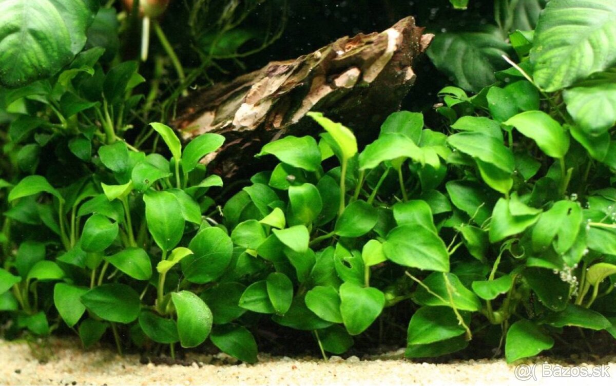 Kupim anubias bucephalandra