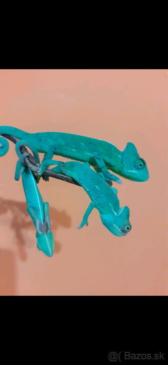 Chameleon jemensky