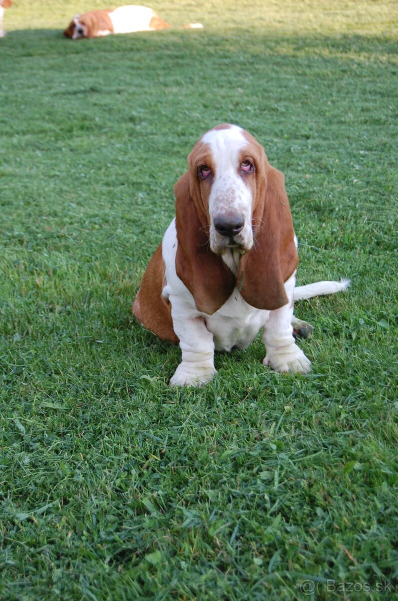 Basset hound šteniatko